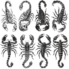 Scorpion Tattoo Design Bundle — 77 Files | 4K PNG Art Collection
